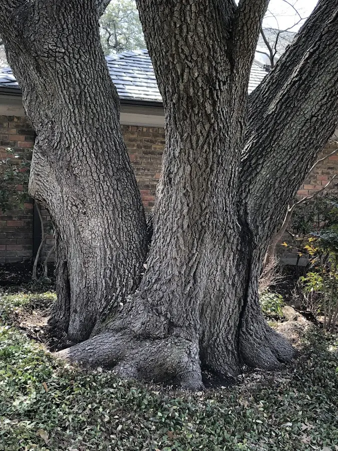 Mature heritage tree close to a Bingham Lake property cared for by certified arborists